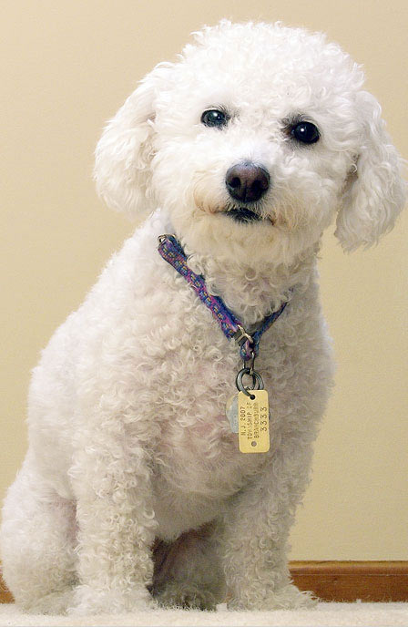 sitting dog